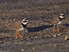 Bontbekplevier  20241125  In de wintermaanden zijn veel vogels, volwassen en juveniel, minder mooi dan in de zomermaanden. Zo ook het bontbekpleviertje, vind ik toch. De jongen lijken veel op een kleine plevier maar het wit langs het oog en de gele pootjes zijn bruikbare kenmerken. Handig is ook als er nog een oudervogel meer in zomerkleed in een groepje aanwezig is.