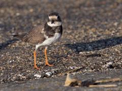 Bontbekplevier  20241125  In de wintermaanden zijn veel vogels, volwassen en juveniel, minder mooi dan in de zomermaanden. Zo ook het bontbekpleviertje, vind ik toch. De jongen lijken veel op een kleine plevier maar het wit langs het oog en de gele pootjes zijn bruikbare kenmerken. Handig is ook als er nog een oudervogel meer in zomerkleed in een groepje aanwezig is.