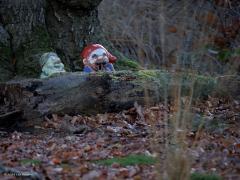 Boswachters  20241129  Gisteren even het bos in geweest. Wat is het stil daar, wat hoor en zie ik weinig vogels. Ben bang dat het niet helemaal alleen aan mij ligt. Wel kwam ik weer twee plichtsgetrouwe boswachters tegen. Die doen hun werk daar al langere tijd.