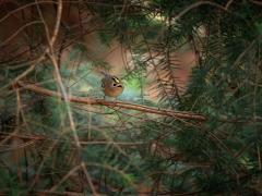 Koolmees  20241128  Goudhaan (Regulus regulus) Eergisteren nog kort in de Pannenhoef geweest. Weinig vogels gehoord of gezien. Kon in het bos deze twee nog wel vastleggen. Gelukkig lijkt het beter weer te worden, ik zie nu zowaar de zon buiten. De zon, het licht, is een belangrijke factor bij de fotohobby.