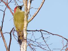 Groene Specht  20241206  Meer een aparte dan een mooie foto meen ik. Apart omdat je deze specht nu niet een twee verwacht zittend zo hoog in een kale berk. Minder mooi omdat de houding ongunstig is, meer een zijbeeld met snavel geheel in beeld zou mooier zijn geweest. De groene specht is een echte standvogel die geen grote afstanden aflegt. De laatste jaren nemen de broedgevallen toe. Wellicht omdat in de winter niet veel sneeuw lag. Van sneeuw moeten ze het niet hebben want dan zijn de mieren die ze voorna