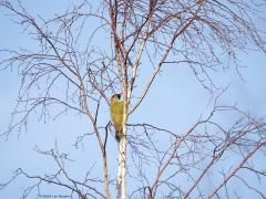Groene specht  20241130  Markiezaat