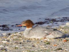 Grote Zaagbek  20241204  Langs de Oosterschelde trof ik zaterdag ook deze dame aan, het vrouwtje van de grote zaagbek. Eerst dacht ik dat het de middelste zaagbek betrof, die lijkt er heel veel op. Er zijn enkele verschilpunten zoals de overgang tussen bruine hals en lichte borst, de slankheid van de snavel en de ruigheid van de kuif. De jaarlijkse aantallen van deze wintergast schommelen sterk en nemen af op de lange termijn. Dit komt doordat meer Grote Zaagbekken blijven overwinteren in het Oostzeegebied 