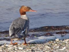 Grote Zaagbek  20241204  Langs de Oosterschelde trof ik zaterdag ook deze dame aan, het vrouwtje van de grote zaagbek. Eerst dacht ik dat het de middelste zaagbek betrof, die lijkt er heel veel op. Er zijn enkele verschilpunten zoals de overgang tussen bruine hals en lichte borst, de slankheid van de snavel en de ruigheid van de kuif. De jaarlijkse aantallen van deze wintergast schommelen sterk en nemen af op de lange termijn. Dit komt doordat meer Grote Zaagbekken blijven overwinteren in het Oostzeegebied 