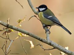 Koolmees  20241128  Goudhaan (Regulus regulus) Eergisteren nog kort in de Pannenhoef geweest. Weinig vogels gehoord of gezien. Kon in het bos deze twee nog wel vastleggen. Gelukkig lijkt het beter weer te worden, ik zie nu zowaar de zon buiten. De zon, het licht, is een belangrijke factor bij de fotohobby.