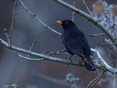 Merel (Turdus merula) Roodborst (Erithacus rubecula)  20241130  Gisteren toch nog een gewone merel meneer en een heel gewoon roodborstje kunnen vastleggen. Daar hield het wel mee op helaas.