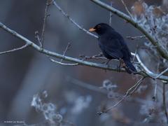 Merel (Turdus merula) Roodborst (Erithacus rubecula)  20241130  Gisteren toch nog een gewone merel meneer en een heel gewoon roodborstje kunnen vastleggen. Daar hield het wel mee op helaas.