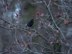 Merel (Turdus merula) Roodborst (Erithacus rubecula)  20241130  Gisteren toch nog een gewone merel meneer en een heel gewoon roodborstje kunnen vastleggen. Daar hield het wel mee op helaas.