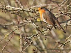 Merel (Turdus merula) Roodborst (Erithacus rubecula)  20241130  Gisteren toch nog een gewone merel meneer en een heel gewoon roodborstje kunnen vastleggen. Daar hield het wel mee op helaas.