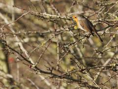 Merel (Turdus merula) Roodborst (Erithacus rubecula)  20241130  Gisteren toch nog een gewone merel meneer en een heel gewoon roodborstje kunnen vastleggen. Daar hield het wel mee op helaas.