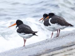 Scholekster  20241220  Wulp (Numenius arquata) Ik zag zojuist de zon buiten! Was dat niet bijna twee weken geleden dat we die warmtebron ervaarden? In ieder geval was het slecht fotoweer afgelopen weken. Daarom maar enkele foto's uit september opgezocht, gemaakt op de Oesterdam. Bij hoog water zijn daar vaak veel scholeksters en ook wel wulpen te vinden.