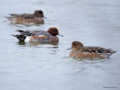 Smient  20241211  Ongeveer een miljoen smientjes, zowat 90 procent van alle smientjes op onze aardbol, dobberen in de winter op water in ons Nederlandje. Ze rusten graag op water en Nederland heeft daar genoeg van. Ze eten graag voedzaam gras en ook dat heeft Nederland meer dan genoeg. Dus om te eten moeten ze van het voor hen veilige water af en het land op. Als je ze naar elkaar hoort roepen begrijpt meteen dat zo ook wel fluiteend worden genoemd.