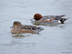 Smient  20241211  Ongeveer een miljoen smientjes, zowat 90 procent van alle smientjes op onze aardbol, dobberen in de winter op water in ons Nederlandje. Ze rusten graag op water en Nederland heeft daar genoeg van. Ze eten graag voedzaam gras en ook dat heeft Nederland meer dan genoeg. Dus om te eten moeten ze van het voor hen veilige water af en het land op. Als je ze naar elkaar hoort roepen begrijpt meteen dat zo ook wel fluiteend worden genoemd.