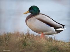 Wilde Eend  20241218  De gewone wilde eend wordt niet het meest op de foto gezet denk ik; te gewoon waarschijnlijk? In Nederland broeden ongeveer 250.000 paartjes. Best wel veel maar toch gaat het sinds ca. 2000 gestaag wat minder goed met de soort. De aantallen zijn betrekkelijk ongevoelig voor de nukken van het weer. Strenge vorst of zware sneeuwval leiden bij deze winterharde soort hooguit tot verplaatsingen naar open water of voerplekken, maar niet tot wegtrek over grote afstanden. Zoals gebruikelijk bi