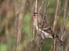 Grote barmsijs  20240101  Rielsche Heide