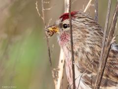 Grote barmsijs  20240101  Rielsche Heide