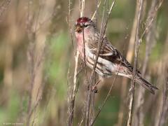 Grote barmsijs  20240101  Rielsche Heide