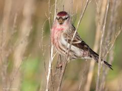 Grote barmsijs  20240101  Rielsche Heide