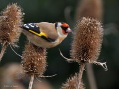 Putter of Distelvink   20241223  Ko heeft deze kaardenbollen al eerder gemeld. Ook ik trof er putters aan. Een groepje van een stuk of twintig denk ik. In de winter zoeken deze mooie vinken elkaar op om samen eten te zoeken. Met meerdere zijn ze veiliger dan alleen, er is dan altijd wel eentje die een gevaar opmerkt en dan op de wieken gaat waarna direct de rest volgt. Fijn dat er veldjes met deze zaadplanten worden gezaaid her en der. Dit soort vogels hebben er echt baat bij.