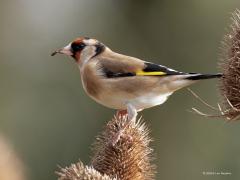 Putter of Distelvink   20241223  Ko heeft deze kaardenbollen al eerder gemeld. Ook ik trof er putters aan. Een groepje van een stuk of twintig denk ik. In de winter zoeken deze mooie vinken elkaar op om samen eten te zoeken. Met meerdere zijn ze veiliger dan alleen, er is dan altijd wel eentje die een gevaar opmerkt en dan op de wieken gaat waarna direct de rest volgt. Fijn dat er veldjes met deze zaadplanten worden gezaaid her en der. Dit soort vogels hebben er echt baat bij.
