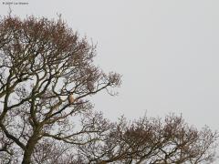 Slechtvalk  20110327  Bleeke Heide