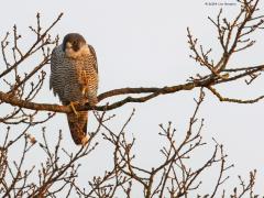 Slechtvalk  20241228  Terug in de tijd, om precies te zijn naar maart 2011, tegen de avondschemer bij de Bleeke Heide. Ik ben niet zeker of toen al in Alphen op de kerktoren de slechtvalk broedde? De rover was toen vaak te zien in de grote bomen rondom de waterplas van de Bleeke Heide, een prima plek voor veel vogels dat dicht bij Alphen gelegen is. Zou het een bewoner van de kerk in Alphen geweest zijn?