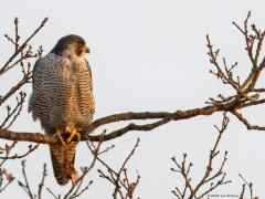 Slechtvalk  20241228  Terug in de tijd, om precies te zijn naar maart 2011, tegen de avondschemer bij de Bleeke Heide. Ik ben niet zeker of toen al in Alphen op de kerktoren de slechtvalk broedde? De rover was toen vaak te zien in de grote bomen rondom de waterplas van de Bleeke Heide, een prima plek voor veel vogels dat dicht bij Alphen gelegen is. Zou het een bewoner van de kerk in Alphen geweest zijn?
