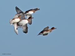 Smient  20241231  Met grote snelheid en grote wendbaarheid scheren ze door de lucht. Net als veel eenden zijn smienten prima vliegers. Komt goed uit want ze kunnen duizenden kilometers afleggen tussen zomer- en winterverblijf. Voor dat winterverblijf is Nederland met al zijn water een heel belangrijke plek. De overgrote meerderheid is in de wintermaanden bij ons.