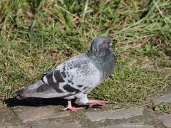Stadsduif  20250117  Ik dacht eerst dat er een postduif voor me langs het landweggetje liep. De duif had geen haast en liet me dichterbij komen. Niet geringd, wat andere en grovere tekening en kleuren dan de postduif. Dit moest een afstammeling van de gedomesticeerde rotsduif zijn concludeerde ik. Stadsduiven foerageren en broeden wereldwijd in een stedelijke omgeving. In steden is veel voedsel te vinden en er zijn ruim voldoende rotsige broed- en schuilplaatsen. Maar deze was op zijn gemak aan de wandel in