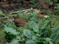 Winterkoning  20250119  Tuin