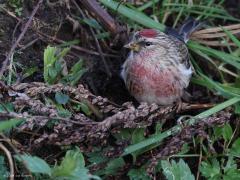 Grote barmsijs  20240101  Rielsche Heide