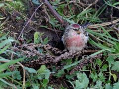 Grote barmsijs  20240101  Rielsche Heide