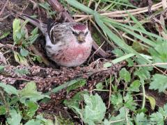 Grote barmsijs  20240101  Rielsche Heide