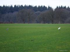 Grote zilverreiger  20250129  Ticheltseberg
