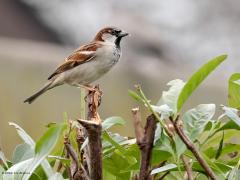 Huismus  20240210  Rielsche Heide