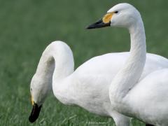 Kleine zwaan 20250129  Pannenhoef