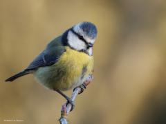 Pimpelmees  20250207  In het bos zit niet vaak een vogeltje direct in de zon. Hoeft ook niet maar het is wel fijn als de zon in de achtergrond te herkennen is. Dat geeft vaak mooie achtergronden zoals hier afgelopen zaterdagmiddag in de Pannenhoef. Een van onze leukste vogeltjes vind ik dit pimpelmeesje en daarin sta ik vast niet helemaal alleen?