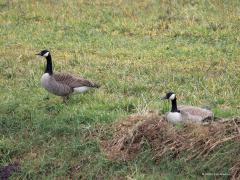 Canadese gans  20250214  Pannenhoef
