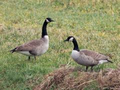 Canadese gans  20250214  Pannenhoef