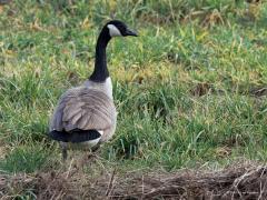 Canadese gans  20250214  Pannenhoef
