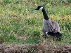 Canadese gans  20250214  Pannenhoef