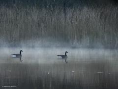 Canadese gans  20250308  De Krochten