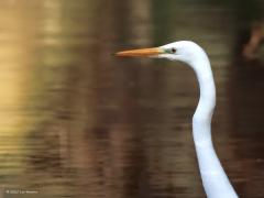 Grote zilverreiger  20250218  Pannenhoef