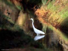 Grote zilverreiger  20250218  Pannenhoef
