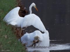 Grote zilverreiger  20250221  Tachtig Bunders