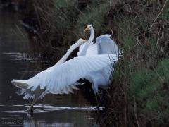 Grote zilverreiger  20250221  Tachtig Bunders