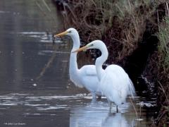 Grote zilverreiger  20250221  Tachtig Bunders