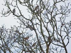 Koperwiek  20250221  Tachtig Bunders