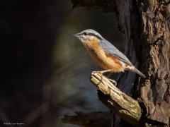 Boomklever  20250320  In het bos is er niet altijd voldoende licht om gemakkelijk een foto te maken. Je moet daar wat mazzel met het licht hebben. Hier zat het mee. De klever liet zich zien precies daar waar een lichtstraal door de het dak van het bos schoot. De mooie kleuren van de klever steken nu sterk af tegen de donkerte.