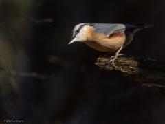 Boomklever  20250320  In het bos is er niet altijd voldoende licht om gemakkelijk een foto te maken. Je moet daar wat mazzel met het licht hebben. Hier zat het mee. De klever liet zich zien precies daar waar een lichtstraal door de het dak van het bos schoot. De mooie kleuren van de klever steken nu sterk af tegen de donkerte.